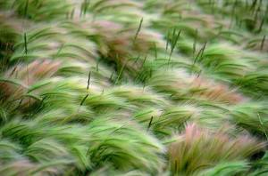 Windblown grass on the American prairie, United States, photo by Annie Griffiths