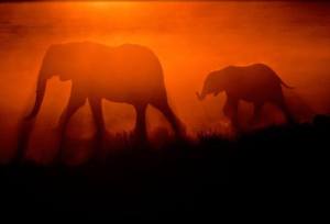 A mother and baby elephant walk along the grassland at sunset, photo by Annie Griffiths